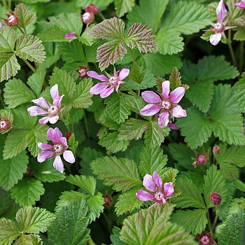 8969  Rubus stellarticus  Beata  I  Svenskt namn  :Allåkerbär  I  Krukstorlek   : 11c  I  Förväntad Höjd  :  15 cm  I  Blomningstid :  juli-aug