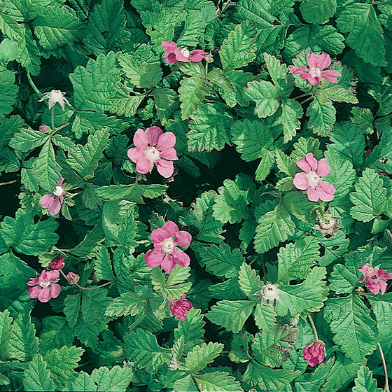 8969  Rubus stellarticus  Beata  I  Svenskt namn  :Allåkerbär  I  Krukstorlek   : 11c  I  Förväntad Höjd  :  15 cm  I  Blomningstid :  juli-aug - 3