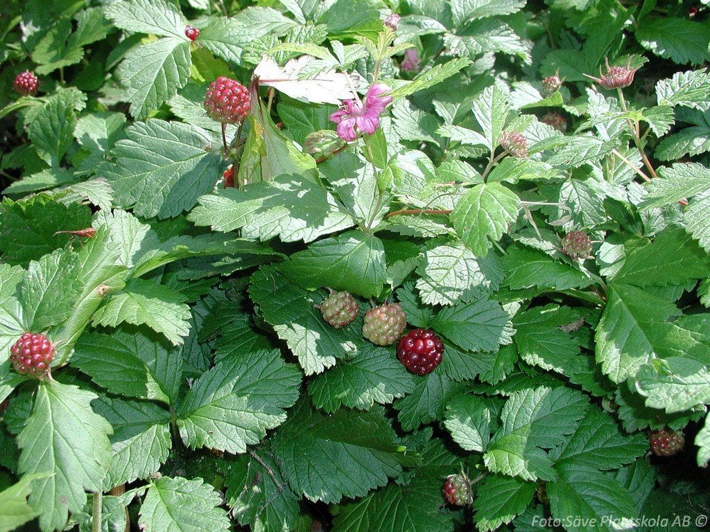 8969  Rubus stellarticus  Beata  I  Svenskt namn  :Allåkerbär  I  Krukstorlek   : 11c  I  Förväntad Höjd  :  15 cm  I  Blomningstid :  juli-aug - 2