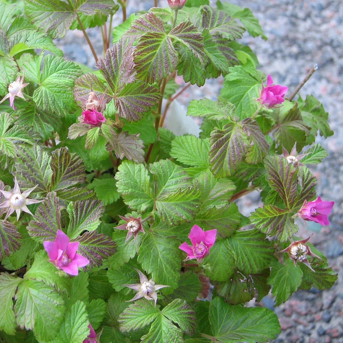 8971  Rubus stellarticus  Sofia  I  Svenskt namn  : Allåkerbär  I  Krukstorlek   : 11c  I  Förväntad Höjd  :  15 cm  I  Blomningstid :  juli-aug - 2
