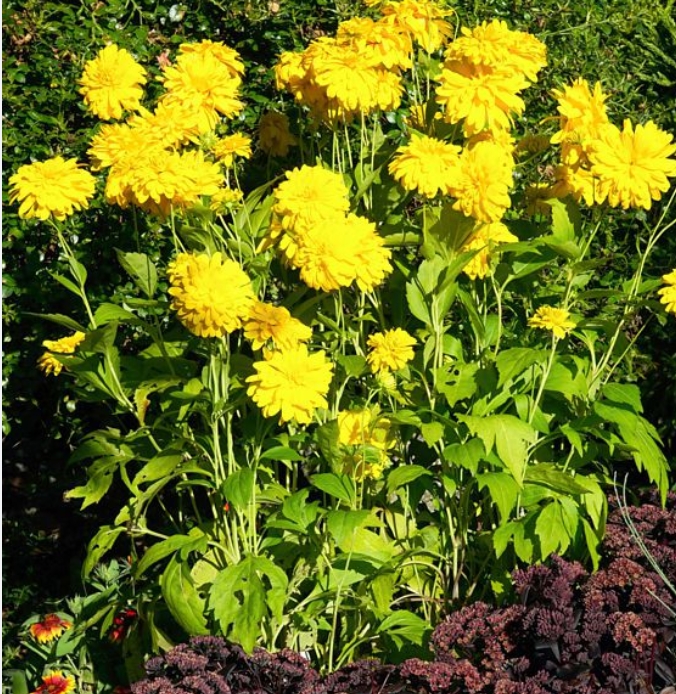 7600  Rudbeckia laciniata  Goldquelle  I  Svenskt namn  :Gullboll  I  Krukstorlek   : SQ1  I  Förväntad Höjd  :  80 cm  I  Blomningstid :  aug-sept