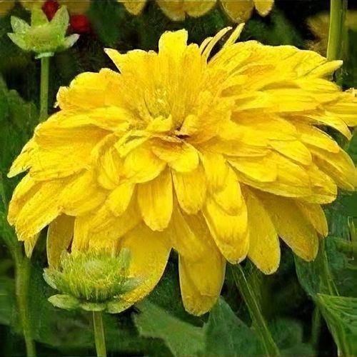 7600  Rudbeckia laciniata  Goldquelle  I  Svenskt namn  :Gullboll  I  Krukstorlek   : SQ1  I  Förväntad Höjd  :  80 cm  I  Blomningstid :  aug-sept - 3