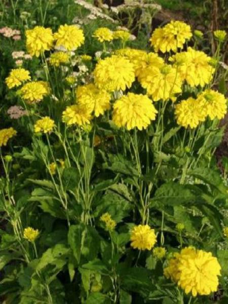 7600  Rudbeckia laciniata  Goldquelle  I  Svenskt namn  :Gullboll  I  Krukstorlek   : SQ1  I  Förväntad Höjd  :  80 cm  I  Blomningstid :  aug-sept - 2
