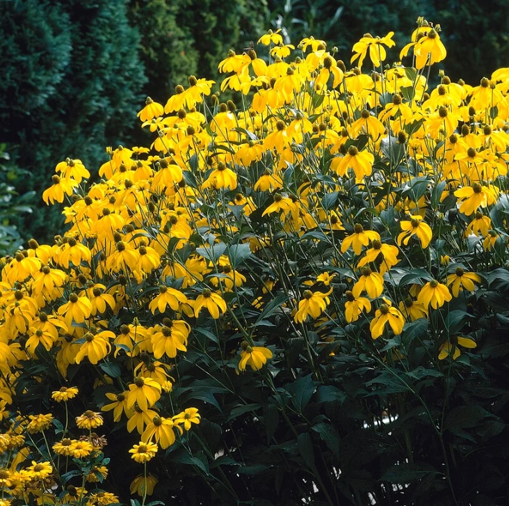7610  Rudbeckia nitida Herbstsonne  I  Svenskt namn  :Glansrudbeckia  I  Krukstorlek   : SQ1  I  Förväntad Höjd  :  200 cm  I  Blomningstid :  aug-sept
