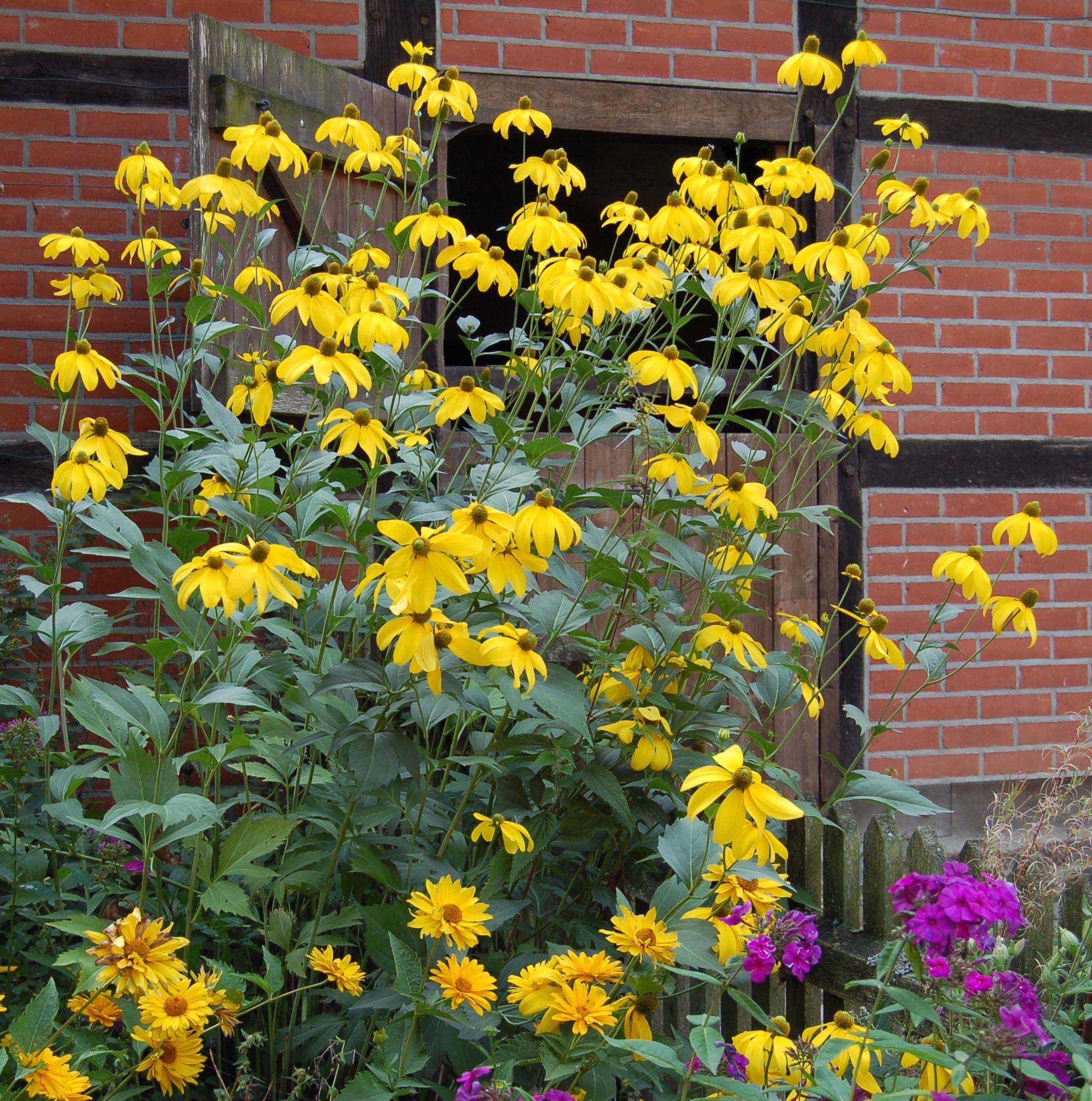 7610  Rudbeckia nitida Herbstsonne  I  Svenskt namn  :Glansrudbeckia  I  Krukstorlek   : SQ1  I  Förväntad Höjd  :  200 cm  I  Blomningstid :  aug-sept - 2