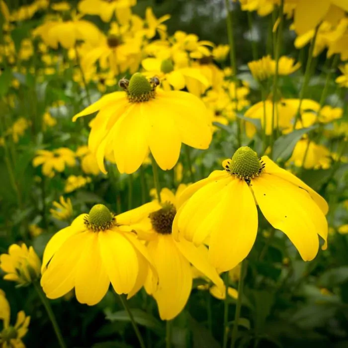 7610  Rudbeckia nitida Herbstsonne  I  Svenskt namn  :Glansrudbeckia  I  Krukstorlek   : SQ1  I  Förväntad Höjd  :  200 cm  I  Blomningstid :  aug-sept - 3