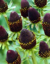7588  Rudbeckia occidentalis Green Wizard  I  Svenskt namn  :Trollrudbeckia  I  Krukstorlek   : SQ1  I  Förväntad Höjd  :  100 cm  I  Blomningstid :  juli-sept - 2