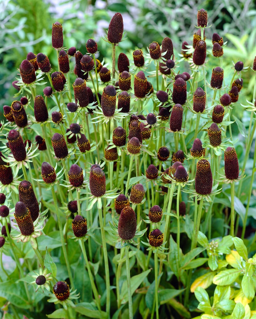 7588  Rudbeckia occidentalis Green Wizard  I  Svenskt namn  :Trollrudbeckia  I  Krukstorlek   : SQ1  I  Förväntad Höjd  :  100 cm  I  Blomningstid :  juli-sept - 4