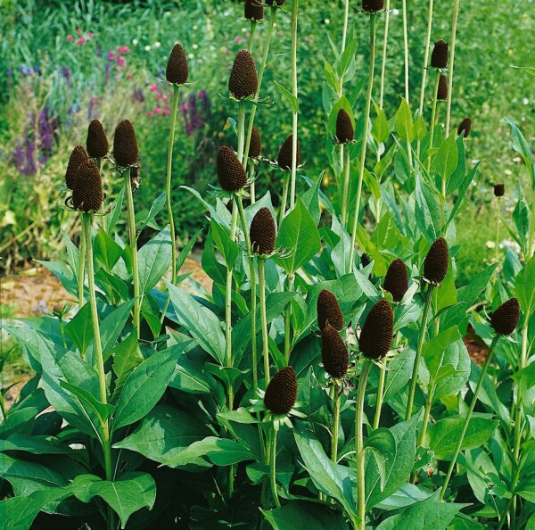 7588  Rudbeckia occidentalis Green Wizard  I  Svenskt namn  :Trollrudbeckia  I  Krukstorlek   : SQ1  I  Förväntad Höjd  :  100 cm  I  Blomningstid :  juli-sept