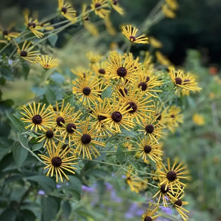 7592  Rudbeckia subtomentosa Henry Eilers  I  Svenskt namn  : Prärierudbeckia  I  Krukstorlek   : SQ1  I  Förväntad Höjd  :  100 cm  I  Blomningstid :  juli-sept - 2