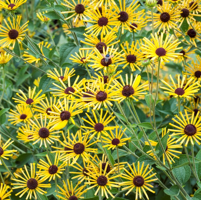 7592  Rudbeckia subtomentosa Henry Eilers  I  Svenskt namn  : Prärierudbeckia  I  Krukstorlek   : SQ1  I  Förväntad Höjd  :  100 cm  I  Blomningstid :  juli-sept