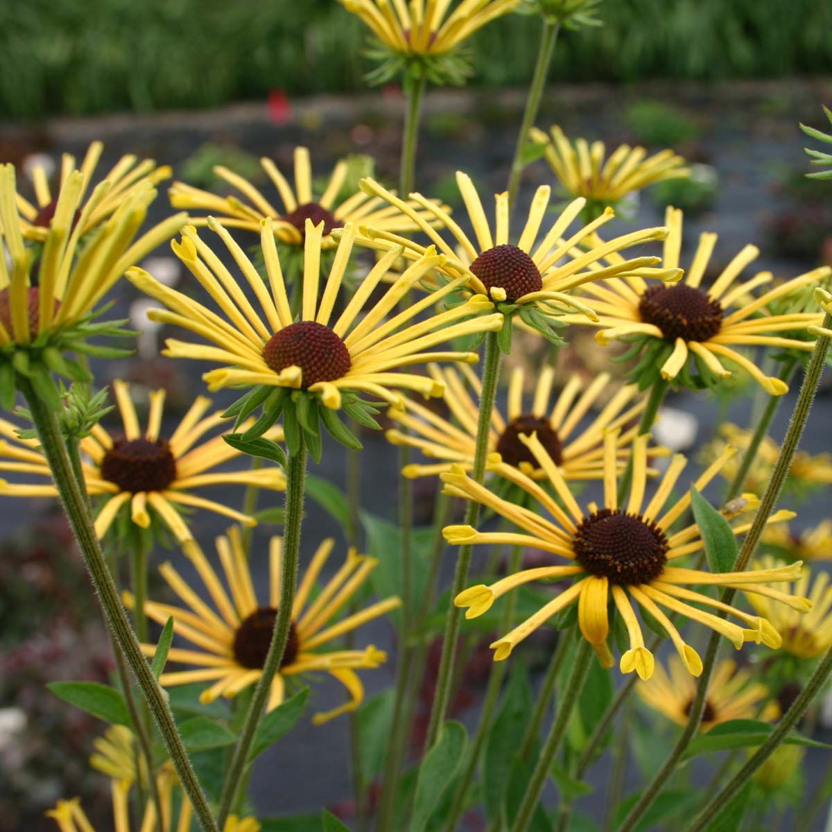 7592  Rudbeckia subtomentosa Henry Eilers  I  Svenskt namn  : Prärierudbeckia  I  Krukstorlek   : SQ1  I  Förväntad Höjd  :  100 cm  I  Blomningstid :  juli-sept - 3