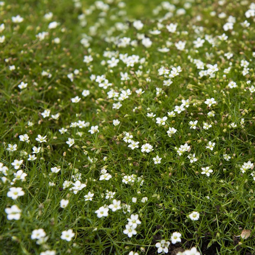 7620  Sagina subulata (revelieri)  I  Svenskt namn  :Sylnarv  I  Krukstorlek   : 11c  I  Förväntad Höjd  :  3 cm  I  Blomningstid :  juni-aug - 3