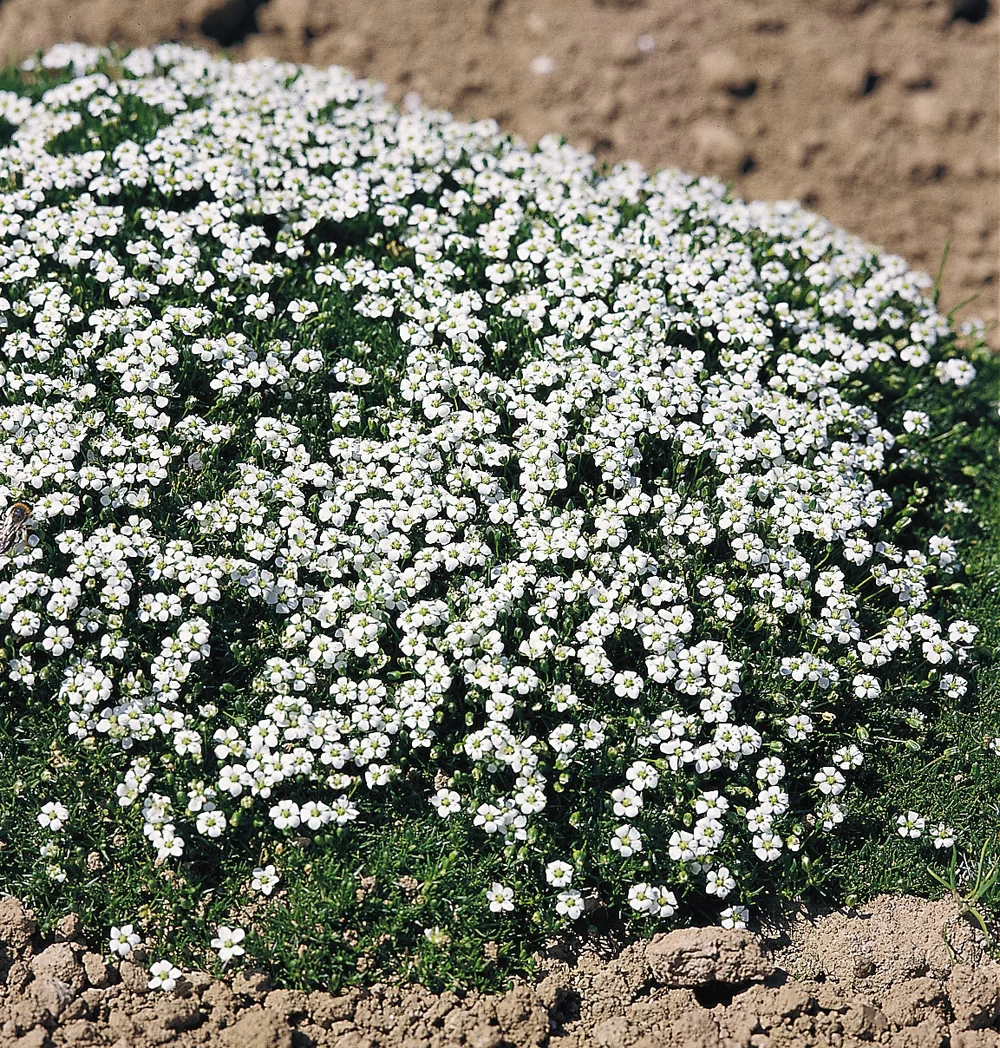 7620  Sagina subulata (revelieri)  I  Svenskt namn  :Sylnarv  I  Krukstorlek   : 11c  I  Förväntad Höjd  :  3 cm  I  Blomningstid :  juni-aug