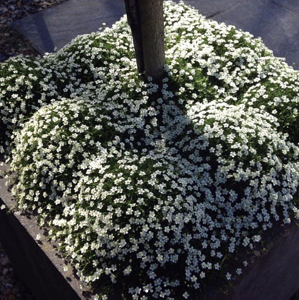 7620  Sagina subulata (revelieri)  I  Svenskt namn  :Sylnarv  I  Krukstorlek   : 11c  I  Förväntad Höjd  :  3 cm  I  Blomningstid :  juni-aug - 2