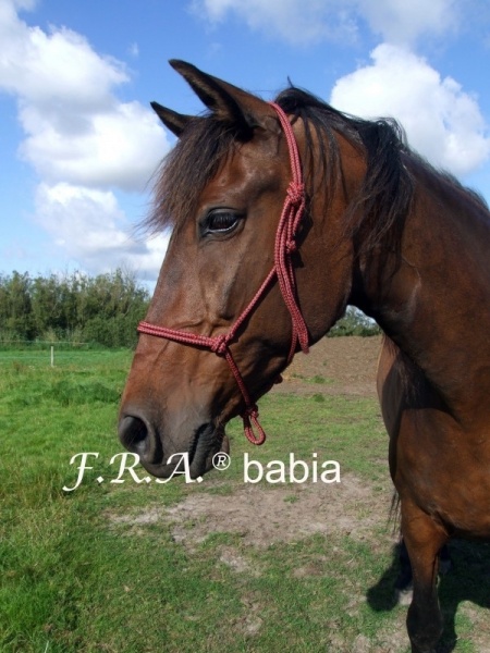 Rope halter F.R.A® Babia - 6