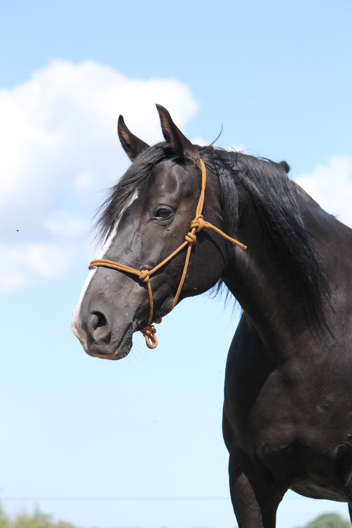Rope halter F.R.A® Babia - 2