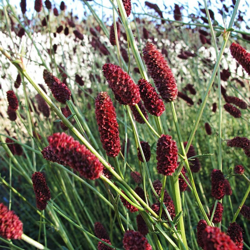 7765  Sanguisorba Cangshan Cranberry  I  Svenskt namn  :Pimpinell  I  Krukstorlek   : SQ1  I  Förväntad Höjd  :  180 cm  I  Blomningstid :  juli-sept - 3