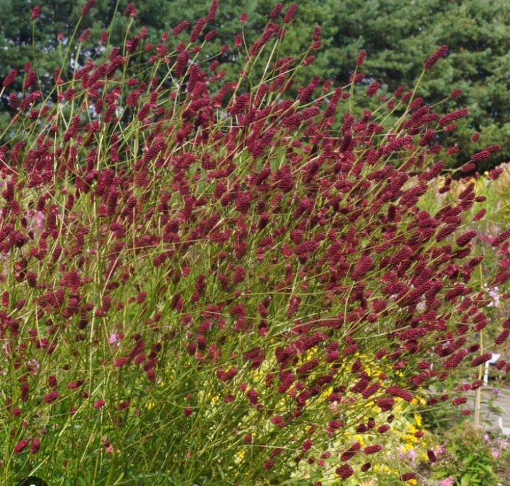 7765  Sanguisorba Cangshan Cranberry  I  Svenskt namn  :Pimpinell  I  Krukstorlek   : SQ1  I  Förväntad Höjd  :  180 cm  I  Blomningstid :  juli-sept