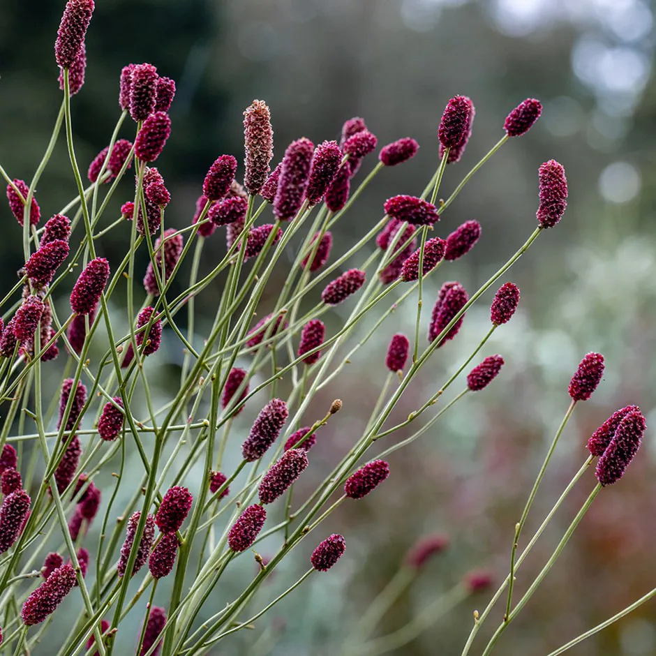 7765  Sanguisorba Cangshan Cranberry  I  Svenskt namn  :Pimpinell  I  Krukstorlek   : SQ1  I  Förväntad Höjd  :  180 cm  I  Blomningstid :  juli-sept - 2