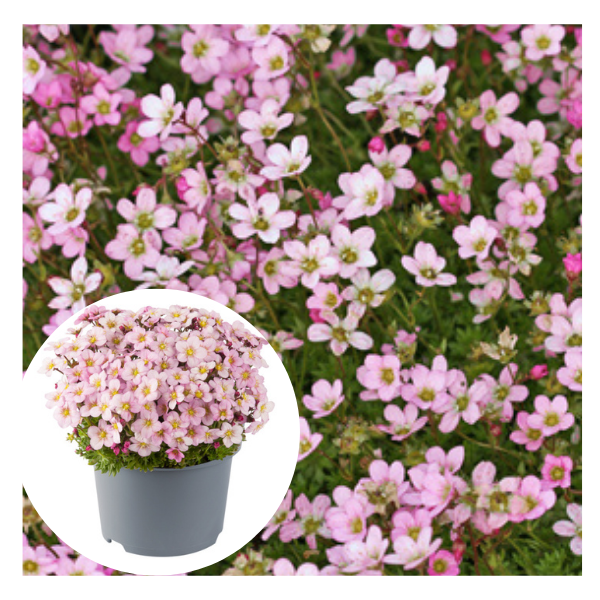 7860  Saxifraga arendsii Ice Colours Appleblossom  I  Svenskt namn  :Rosenbräcka  I  Krukstorlek   : 11c  I  Förväntad Höjd  :  5/15 cm  I  Blomningstid :  maj-juni - 3