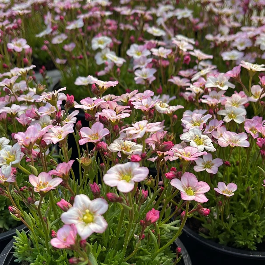 7860  Saxifraga arendsii Ice Colours Appleblossom  I  Svenskt namn  :Rosenbräcka  I  Krukstorlek   : 11c  I  Förväntad Höjd  :  5/15 cm  I  Blomningstid :  maj-juni