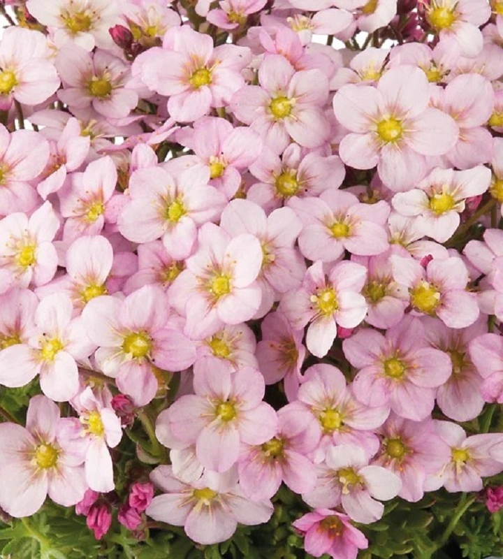 7860  Saxifraga arendsii Ice Colours Appleblossom  I  Svenskt namn  :Rosenbräcka  I  Krukstorlek   : 11c  I  Förväntad Höjd  :  5/15 cm  I  Blomningstid :  maj-juni - 2