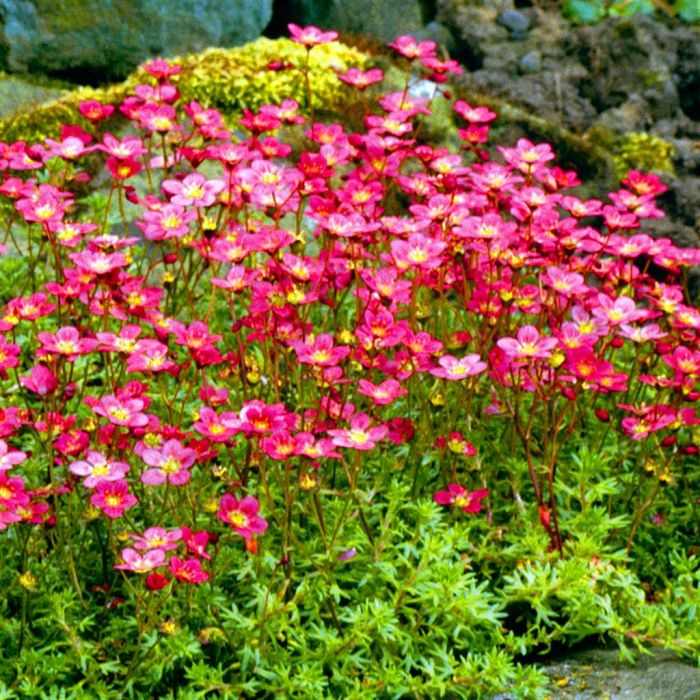7850  Saxifraga arendsii Peter Pan  I  Svenskt namn  :Rosenbräcka  I  Krukstorlek   : 11c  I  Förväntad Höjd  :  5/10 cm  I  Blomningstid :  maj-juni - 3