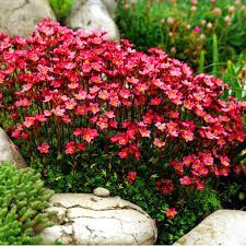 7850  Saxifraga arendsii Peter Pan  I  Svenskt namn  :Rosenbräcka  I  Krukstorlek   : 11c  I  Förväntad Höjd  :  5/10 cm  I  Blomningstid :  maj-juni - 2