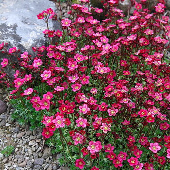 7850  Saxifraga arendsii Peter Pan  I  Svenskt namn  :Rosenbräcka  I  Krukstorlek   : 11c  I  Förväntad Höjd  :  5/10 cm  I  Blomningstid :  maj-juni