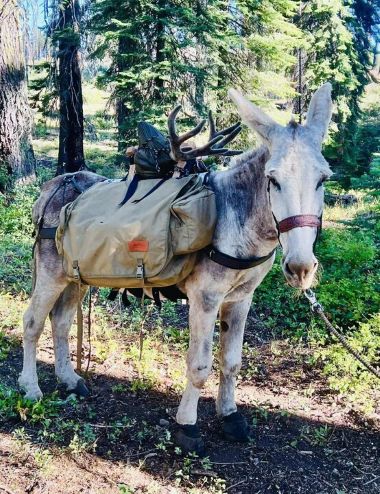 Cavallo Donkey LEB Beställningsvara - 4