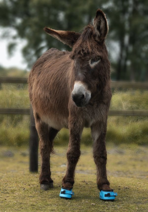 Cavallo Donkey LEB Beställningsvara - 11
