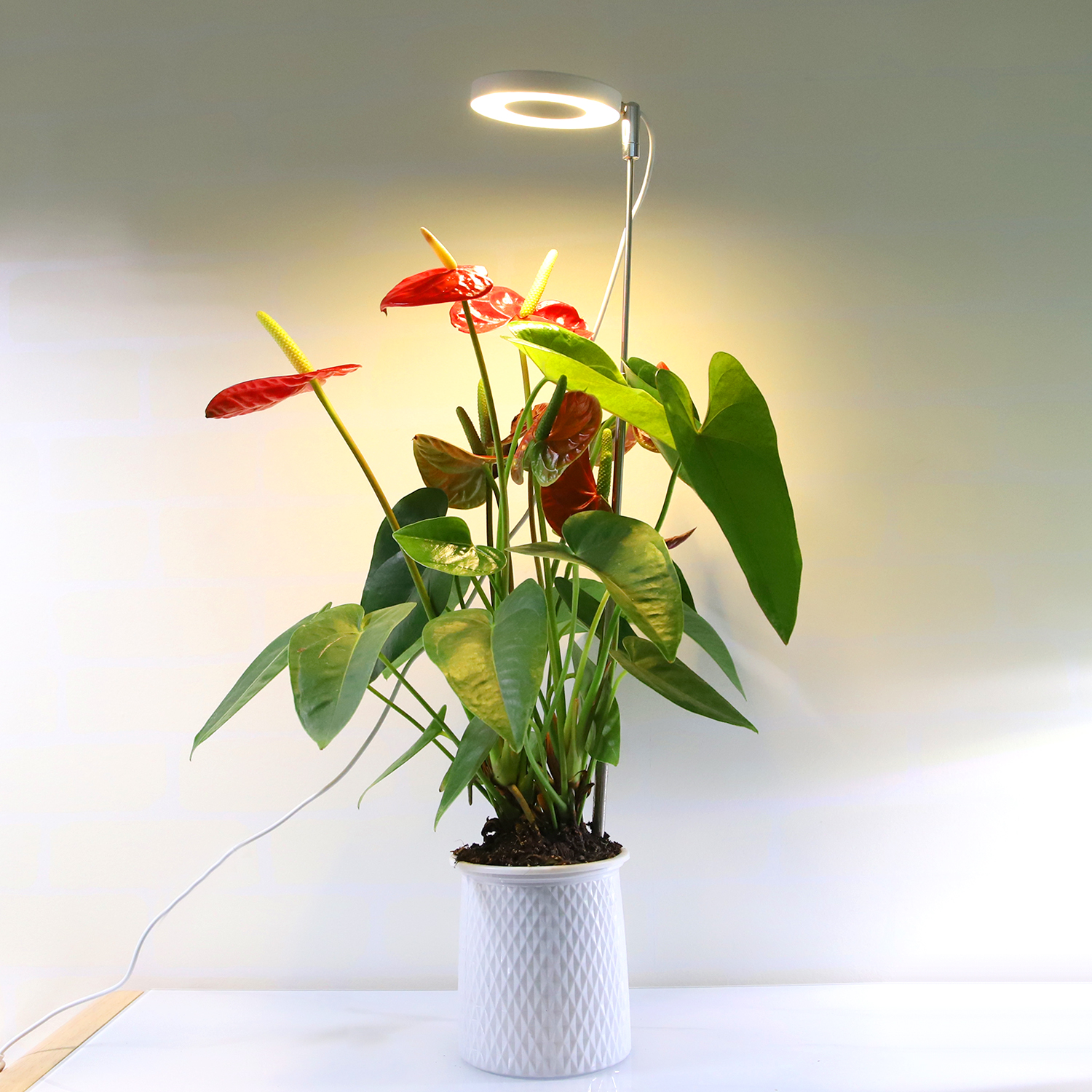 Växtlampa Angel Ring 5W - 4