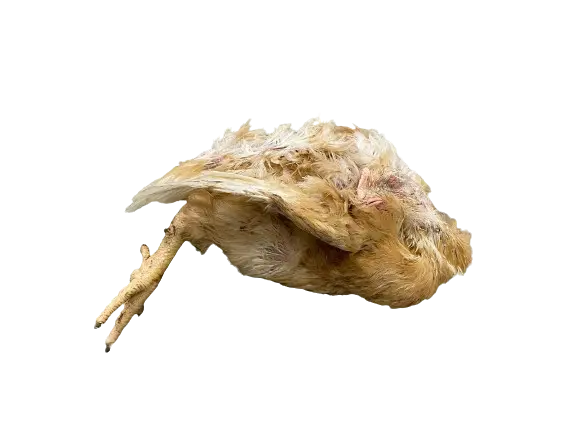 Poussin Ung-kyckling 500-600g 
