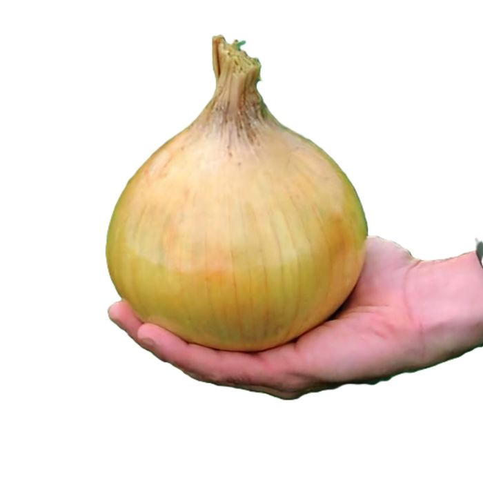 Lök Mostruosa
