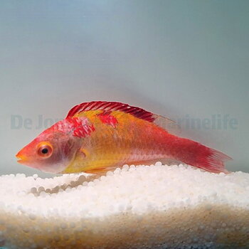 Cirrhilabrus Adornatus
