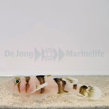 Priolepis Nocturna (reef safe)