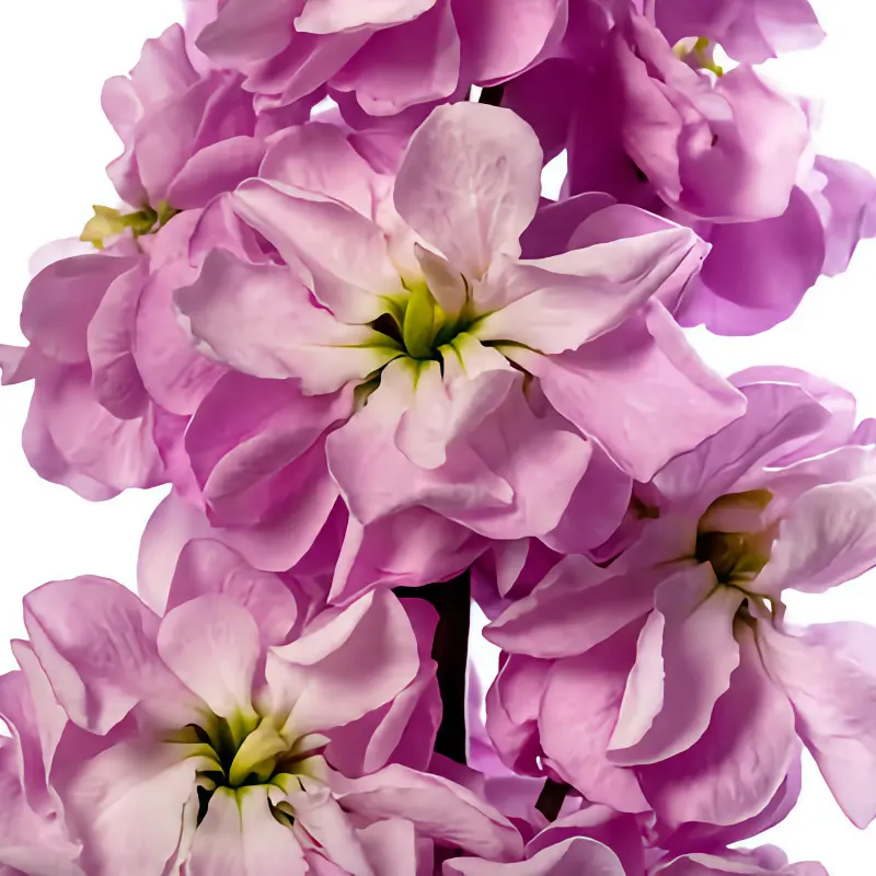 Lövkoja 'Jordyn Light Rose'