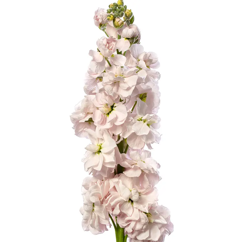 Lövkoja 'Milla Light Pink'