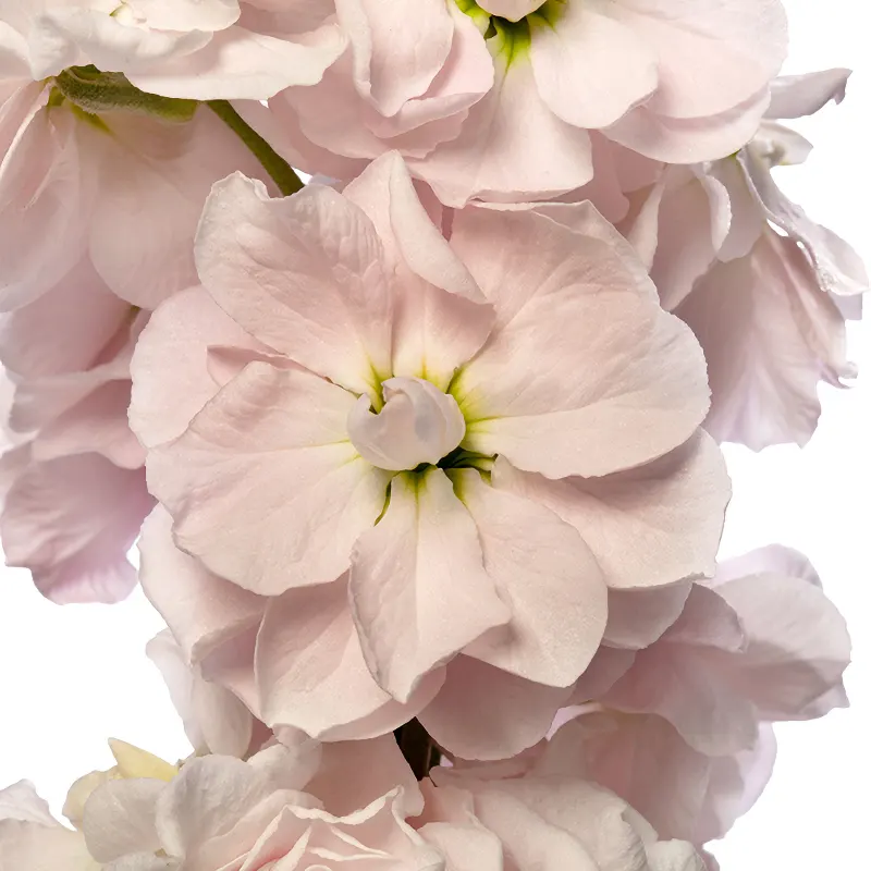 Lövkoja 'Milla Light Pink'