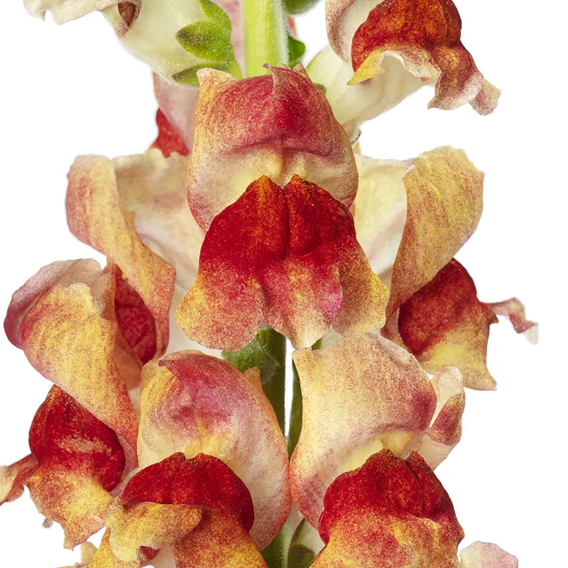 Lejongap 'Avignon Bicolor Yellow F1'