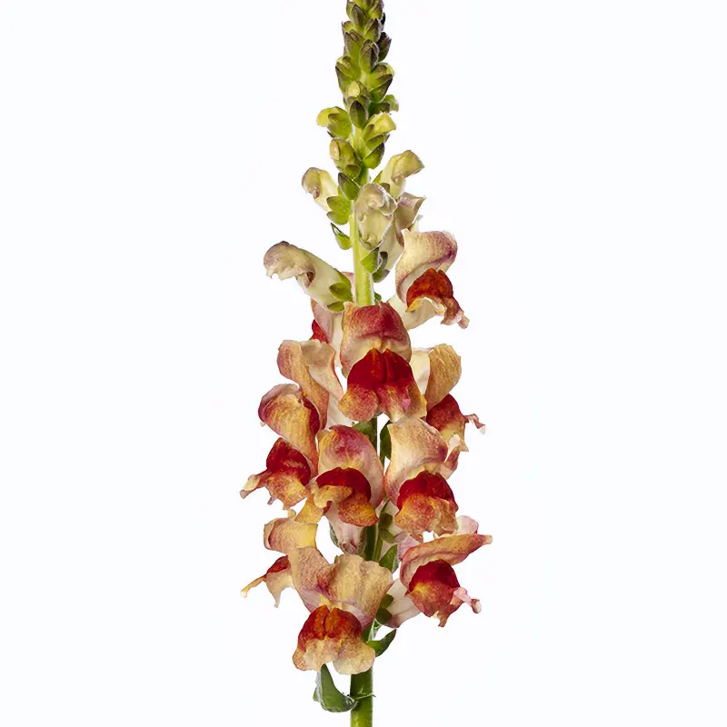 Lejongap 'Avignon Bicolor Yellow F1'