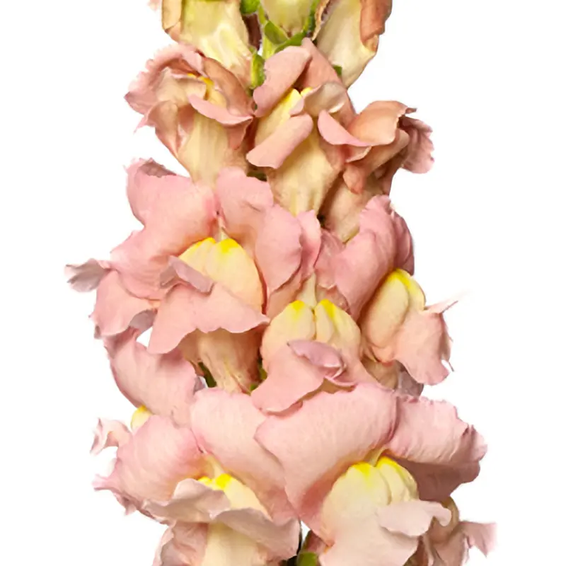 Lejongap 'Nantes Pink F1'
