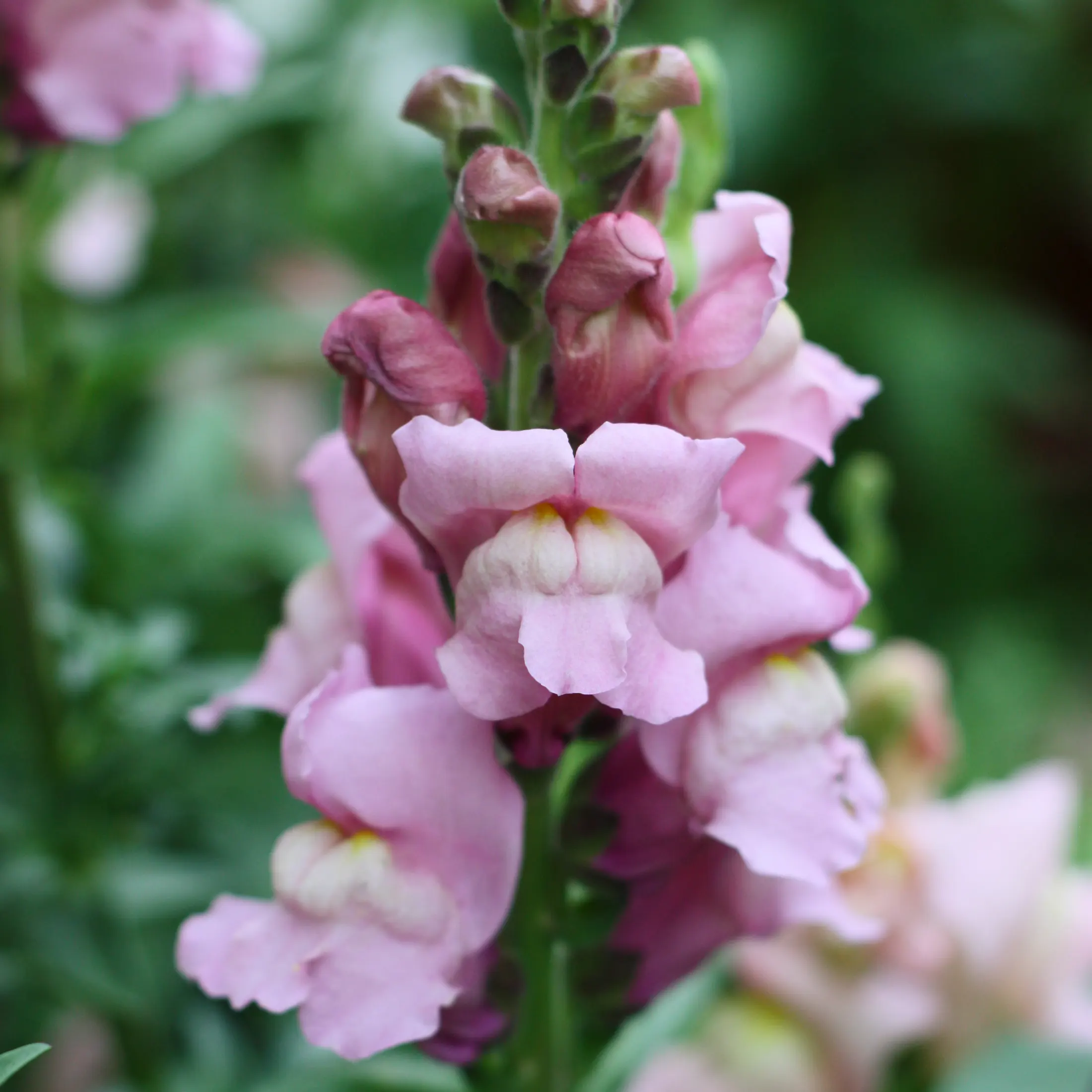 Lejongap 'Toulon Lavender IV' F1