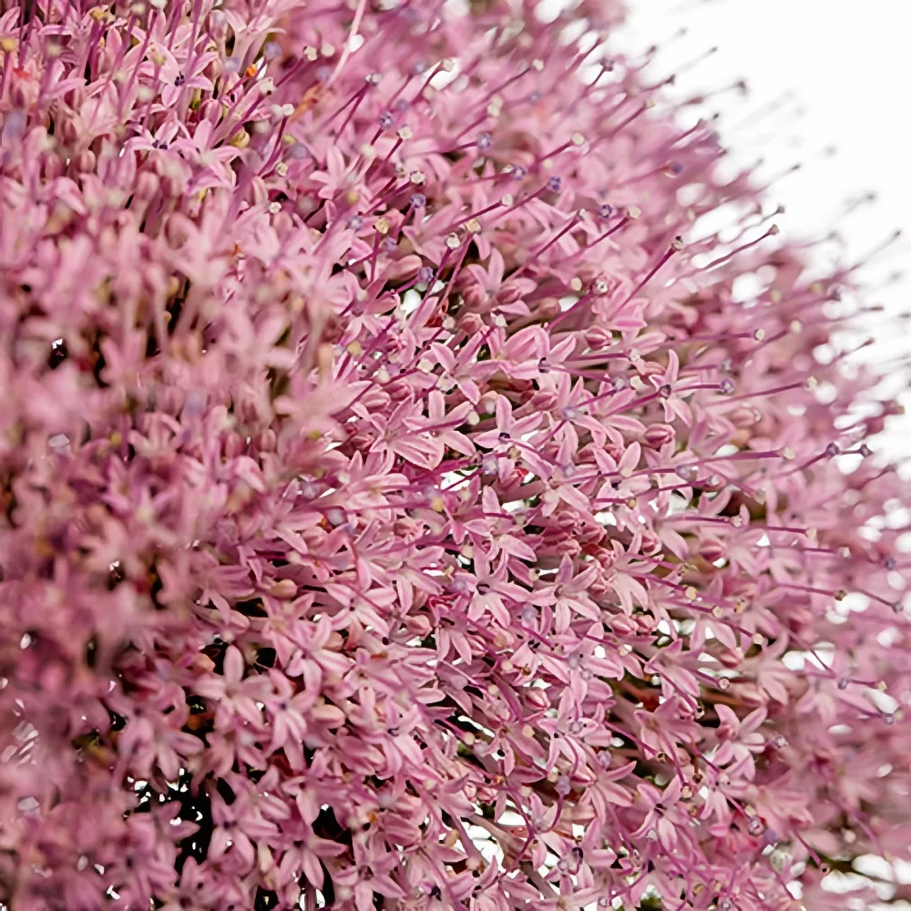 Sommarhalsört 'Corine Lilac' 