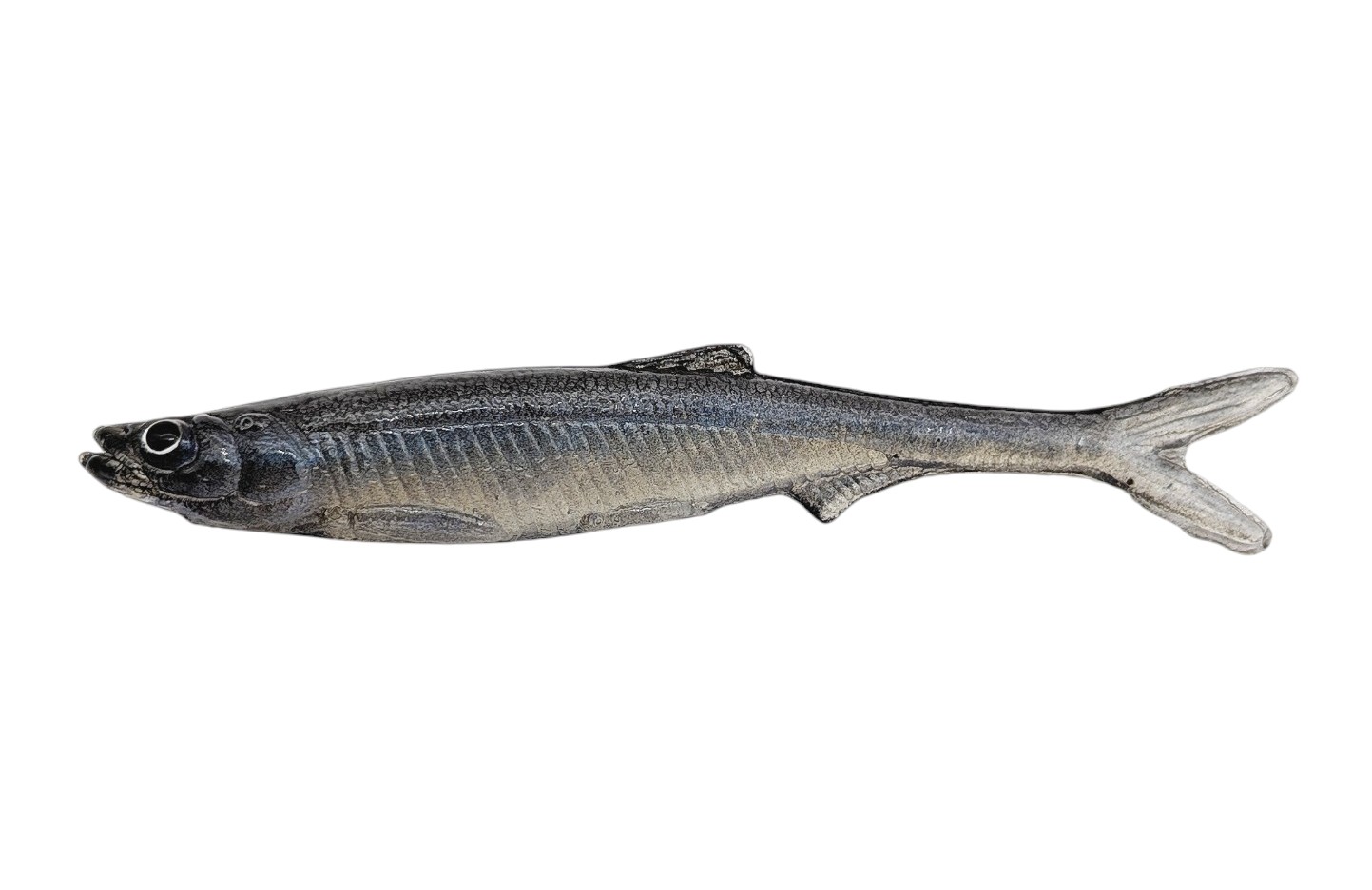 EVÄ Baits Smelt Real Tail 8 cm - 12