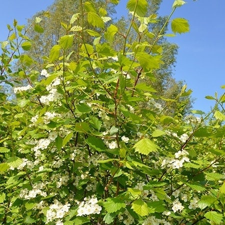 Crataegus intricata Häck 1/2 40-65 CM - 2