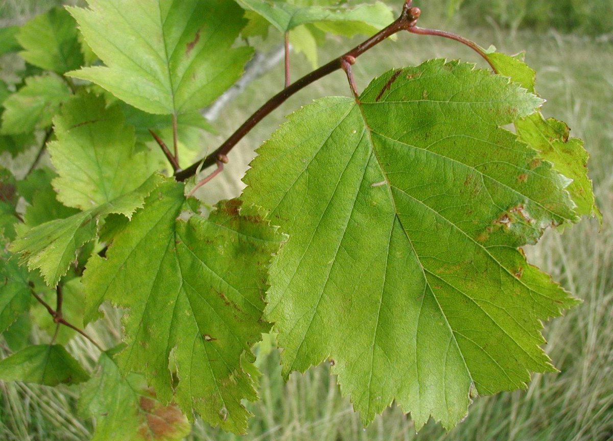 Crataegus intricata Häck 1/2 40-65 CM - 3