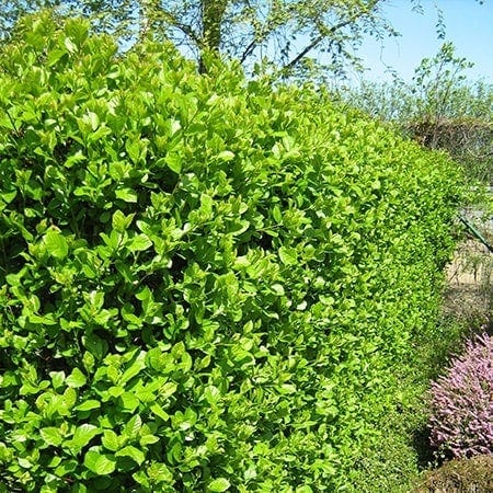 Crataegus intricata Häck 1/2 40-65 CM