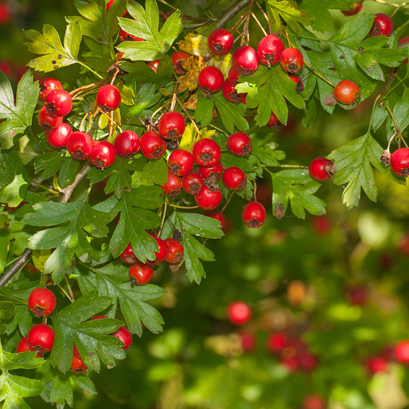 Crataegus monogyna Häck 1/1 50-80 CM - 3